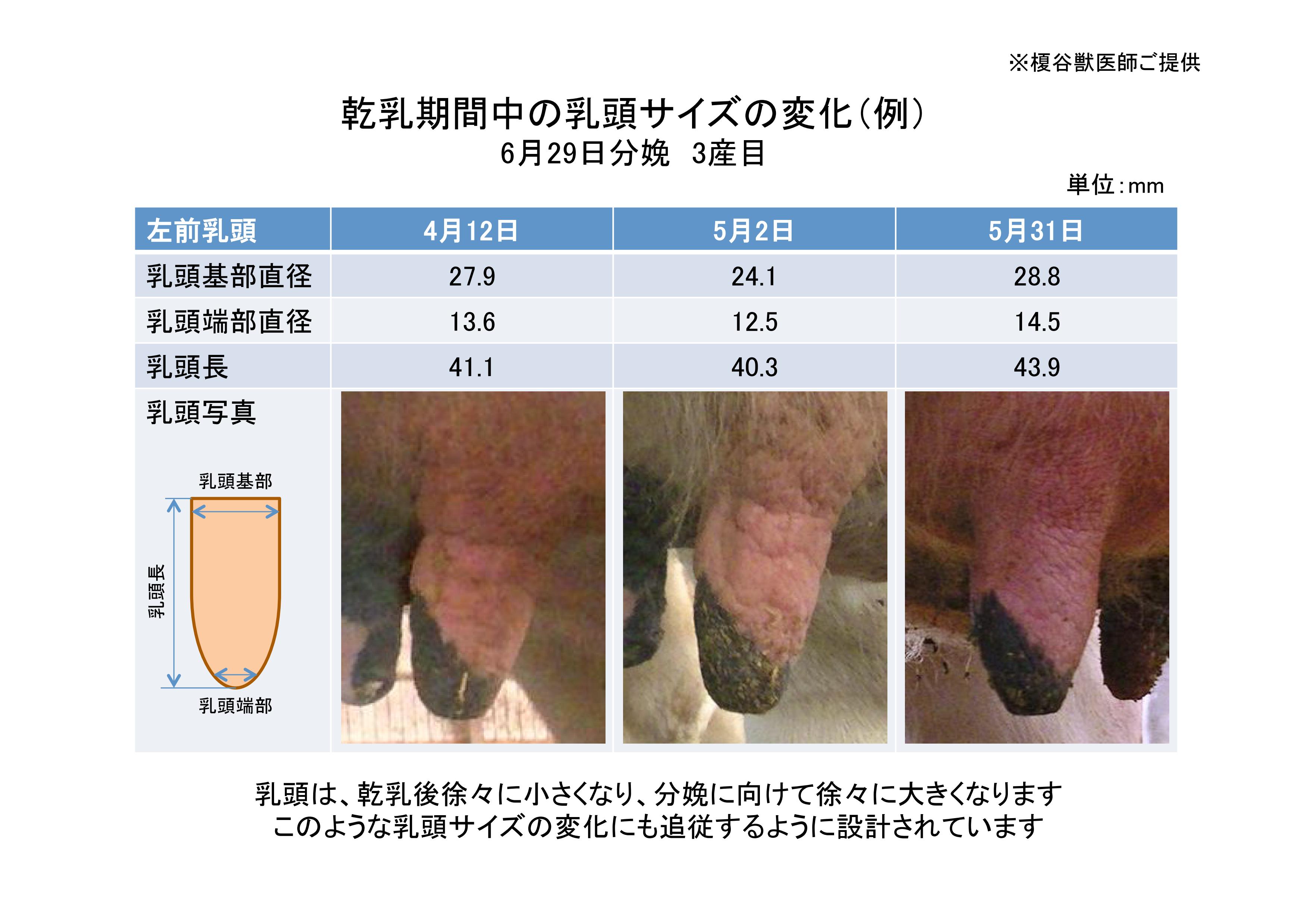 乾乳期間中の乳頭サイズの変化
※北海道デーリーマネジメントサービス
榎谷獣医師ご提供